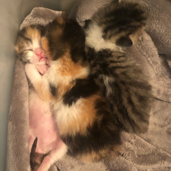 Meet your Posher, Kelsey - Picture 2 of 3